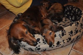 Jamnik d�ugow�osy